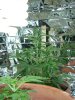 1st grow 057.jpg
