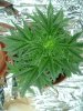 1st grow 058.jpg