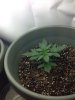 Day 21 S#2.jpg