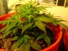 IMG_20130402_191352.jpg