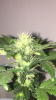 60C6CEF0-E74C-4EC5-ADDE-11448B06C17A.png