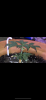 21622B79-342D-4B33-8BF9-ADFBA9CF0252.png