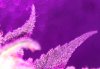 _closeup4.jpg