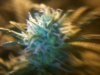grow 009.jpg