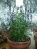 1st grow 061.jpg