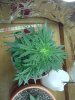 1st grow 062.jpg