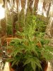 1st grow 065.jpg 1st grow 065.jpg