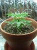 1st grow 067.jpg 1st grow 067.jpg