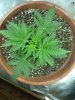 1st grow 068.jpg 1st grow 068.jpg