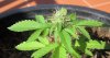 Firstbud.jpeg
