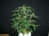 BLACK JACK_4-5-13 1 @ 32 DAYS.jpg