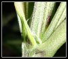DSC00432.jpg