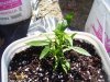100_0172.jpg