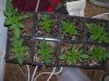 100_0173.jpg