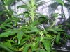 100_0179.jpg