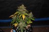 DSC_0032.jpg