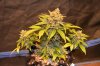 DSC_0036.jpg