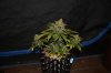 DSC_0038.jpg