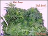 DSC00443.jpg