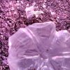 1070263_royal-dwarf-blue-dream-039-matic_xl.jpg