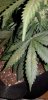 20190605_153350.jpg