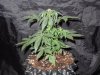 Mossys seeds 044.jpg