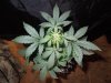 Mossys seeds 045.jpg