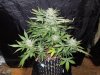 Mossys seeds 025.jpg