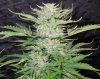 Mossys seeds 038.jpg