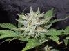 Mossys seeds 036.jpg