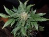 Mossys seeds 013.jpg