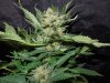 Mossys seeds 017.jpg