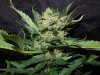 Mossys seeds 018.jpg