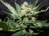 Mossys seeds 019.jpg