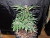Mossys seeds 001.jpg