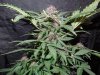 Mossys seeds 005.jpg
