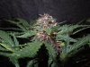 Mossys seeds 007.jpg