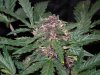 Mossys seeds 010.jpg