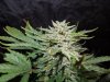 Mossys seeds 028.jpg