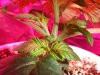DSCF5173.JPG
