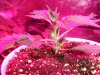 DSCF5167.JPG DSCF5167.JPG
