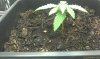 SSO Day 11 0408b.jpg