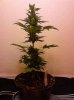himalyan blue diesel.jpg