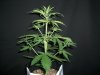 AUTO CHEESE CANDY_4-11-13 1 @ 20 DAYS.jpg