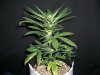 FROST DRAGON_4-11-13 1 @ 27 DAYS.jpg