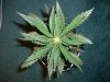 FROST DRAGON_4-11-13 2 @ 27 DAYS.jpg