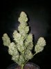 auto ak47 #2 3.jpg