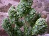 auto ak47 #2 4.jpg