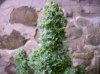 auto ak47 #2 5.jpg