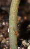 sproutstem01.JPG